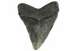 Juvenile Megalodon Tooth - South Carolina #340589-1